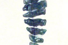 h7